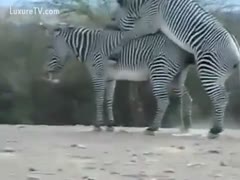 The live performance of two zebras fucking is enjoyed by the audience.